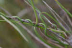 Gulf coast swallow-wort